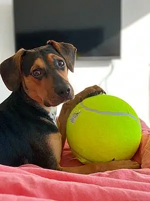 Name Beagle Dog Cam