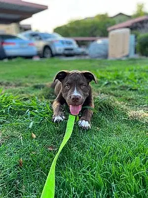 Pit Bull Terrier Dog Bosco