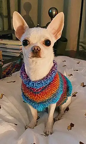 Name Chihuahua Dog Edie