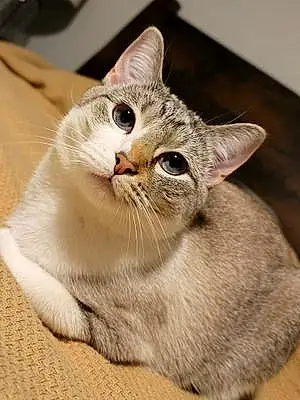 Name Siamese Cat Dorothy