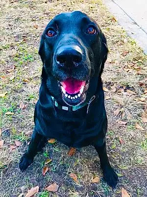 Name Labrador Retriever Dog Cabela