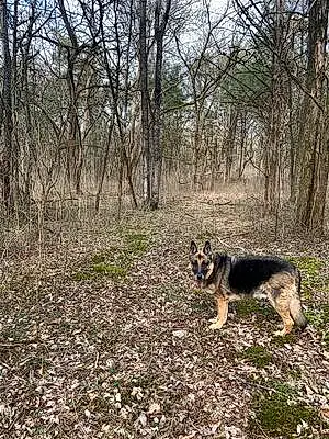Forest German Shepherd Dog Waylon