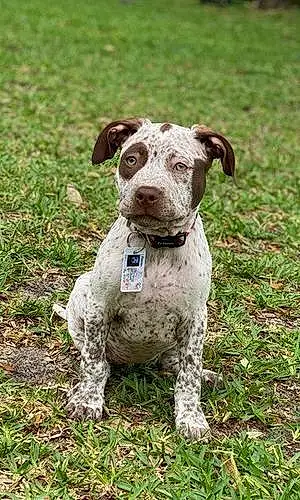 Name German shorthaired pointer Dog Cooter