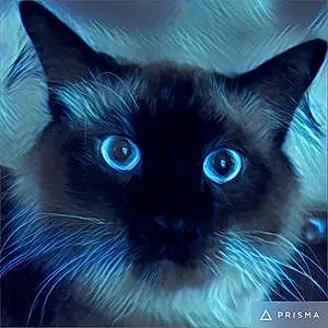 Name Siamese Cat Cesar