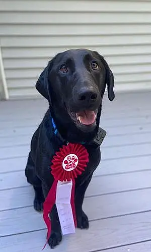Name Labrador Retriever Dog Ajax