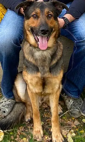 Name German Shepherd Dog Alpha