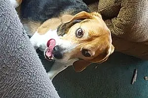 Name Beagle Dog Baker