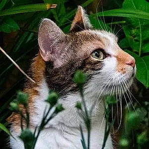 European Shorthair Cat Amálka
