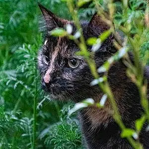 European Shorthair Cat Giny