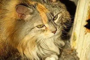 Name American Shorthair Cat Dutches