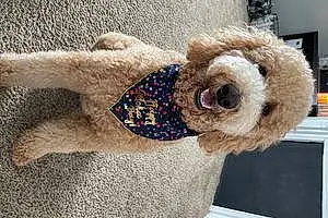 Name Goldendoodle Dog Braxton