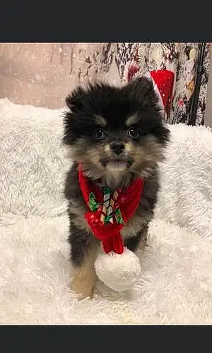 Name Pomeranian Dog Braxton