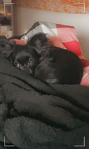 Chihuahua Dog Shiloh
