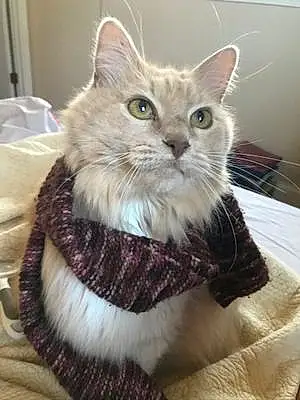 Name Maine Coon Cat Dumbledore