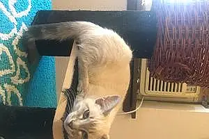 Name Siamese Cat Dandelion