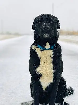 Name Labrador Retriever Dog Bub