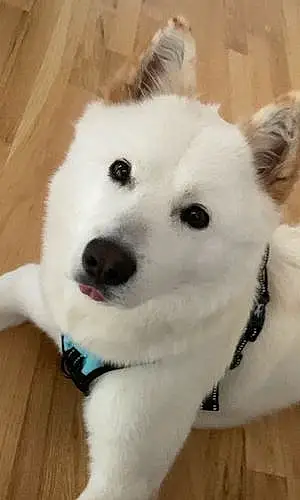 Name Korean Jindo Dog Benson