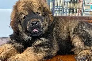 Name Tibetan Mastiff Dog Greta