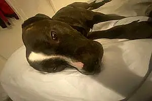 Name Pit Bull Terrier Dog Dozer