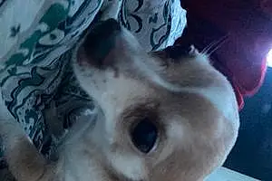 Name Chihuahua Dog Bongo