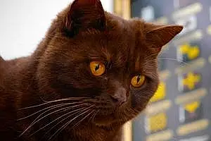 Name British Shorthair Cat Cadbury