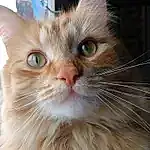 Head, Cat, Eyes, Felidae, Carnivore, Whiskers, Small To Medium-sized Cats, Iris, Fawn, Snout, Furry friends, Wood, Domestic Short-haired Cat, British Longhair, Terrestrial Animal