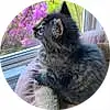 Cat, Plant, Flower, Felidae, Carnivore, Small To Medium-sized Cats, Grey, Whiskers, Comfort, Terrestrial Animal, Tail, Furry friends, Domestic Short-haired Cat, Paw, Window, Grass, Foot, Claw, Sitting, Dog breed