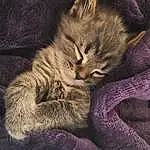 Cat, Cloud, Comfort, Felidae, Carnivore, Small To Medium-sized Cats, Whiskers, Grey, Tail, Snout, Paw, Sky, Claw, Domestic Short-haired Cat, Electric Blue, Furry friends, Nap, Lap, Sleep, Love