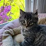 Cat, Plant, Felidae, Carnivore, Window, Small To Medium-sized Cats, Whiskers, Fawn, Snout, Terrestrial Animal, Tail, Tree, Furry friends, Domestic Short-haired Cat, Claw, Sitting, Paw, British Longhair