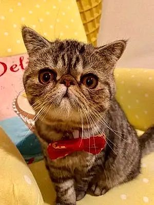 Name Exotic Shorthair Cat Bernard