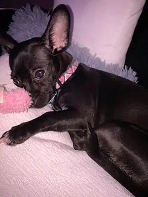 Name Chihuahua Dog Alani
