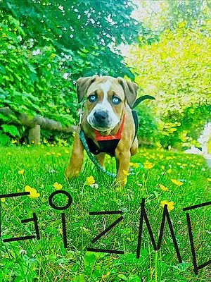 Name Pit Bull Terrier Dog Gizzmo