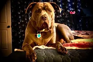 Name American Staffordshire Terrier Dog Bodhi