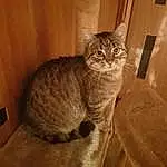 Cat, Eyes, Felidae, Carnivore, Grey, Small To Medium-sized Cats, Whiskers, Tail, Snout, Wood, Domestic Short-haired Cat, Furry friends, Window, Door, Terrestrial Animal, Sitting, Paw