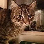 Cat, Window, Carnivore, Felidae, Whiskers, Small To Medium-sized Cats, Iris, Fawn, Pet Supply, Snout, Furry friends, Box, Domestic Short-haired Cat, Paw, Terrestrial Animal, Door
