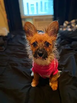 Name Chihuahua Dog Coco-bean