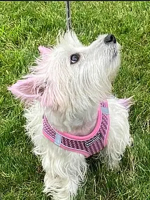 Name West Highland White Terrier Dog Aggie