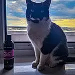 Sky, Water, Cat, Eyes, Bottle, Window, Cloud, Felidae, Carnivore, Liquid, Small To Medium-sized Cats, Whiskers, Automotive Lighting, Drinkware, Tail, Electric Blue, Domestic Short-haired Cat, Glass Bottle, Furry friends