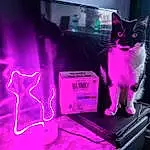Cat, Purple, Light, Carnivore, Felidae, Pink, Violet, Whiskers, Small To Medium-sized Cats, Magenta, Gas, Window, Technology, Art, Electric Blue, Event, Entertainment, Tail, Visual Effect Lighting, Domestic Short-haired Cat