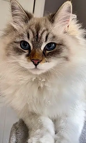 Siberian Cat Chloé