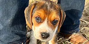 Name Beagle Dog Cyrus