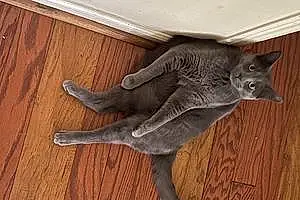 Name Russian Blue Cat Gray