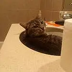 Cat, Felidae, Carnivore, Plumbing Fixture, Small To Medium-sized Cats, Grey, Whiskers, Wood, Bathroom, Snout, Tail, Comfort, Domestic Short-haired Cat, Furry friends, Hardwood, Room, Tile, Paw
