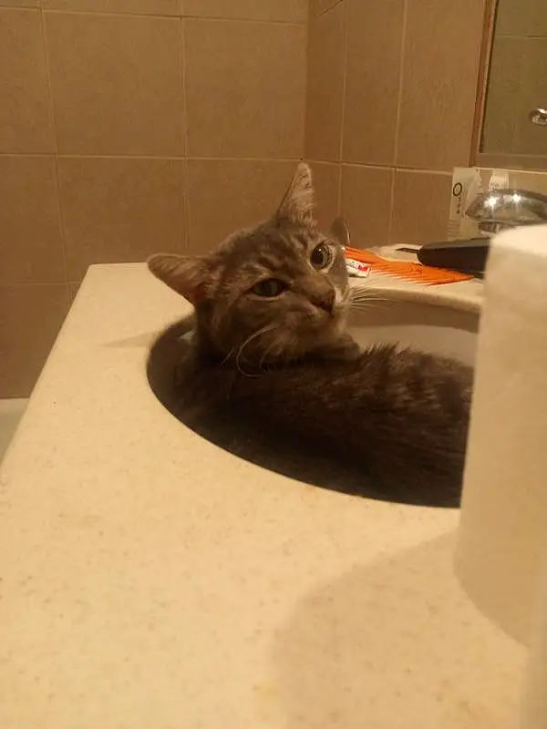 Cat, Felidae, Carnivore, Plumbing Fixture, Small To Medium-sized Cats, Grey, Whiskers, Wood, Bathroom, Snout, Tail, Comfort, Domestic Short-haired Cat, Furry friends, Hardwood, Room, Tile, Paw