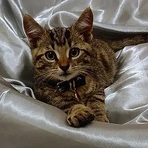 European Shorthair Cat Frici