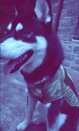 Name Husky Dog Alpha