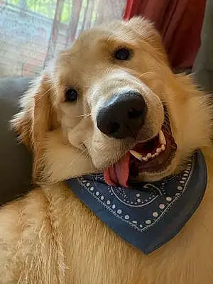 Name Golden Retriever Dog Brinkley