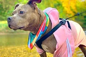 Name Pit Bull Terrier Dog Chelsea