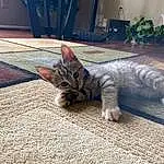 Cat, Felidae, Carnivore, Comfort, Small To Medium-sized Cats, Grey, Plant, Whiskers, Houseplant, Road Surface, Snout, Tail, Furry friends, Paw, Domestic Short-haired Cat, Sitting, Claw