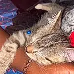 Cat, Felidae, Carnivore, Ear, Small To Medium-sized Cats, Whiskers, Fawn, Snout, Tail, Lap, Human Leg, Paw, Foot, Electric Blue, Domestic Short-haired Cat, Furry friends, Claw, Nap